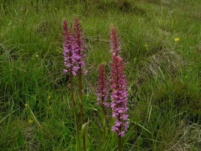 Gymnadenia conopsea